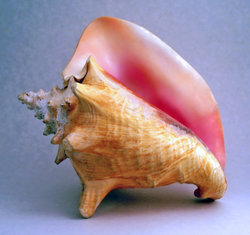 Conch_shell_2.jpg