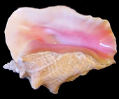 conch2.jpg