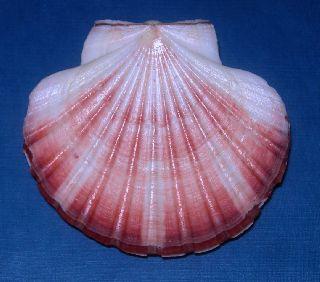 shell10.jpg