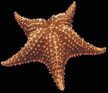 starfish.jpg